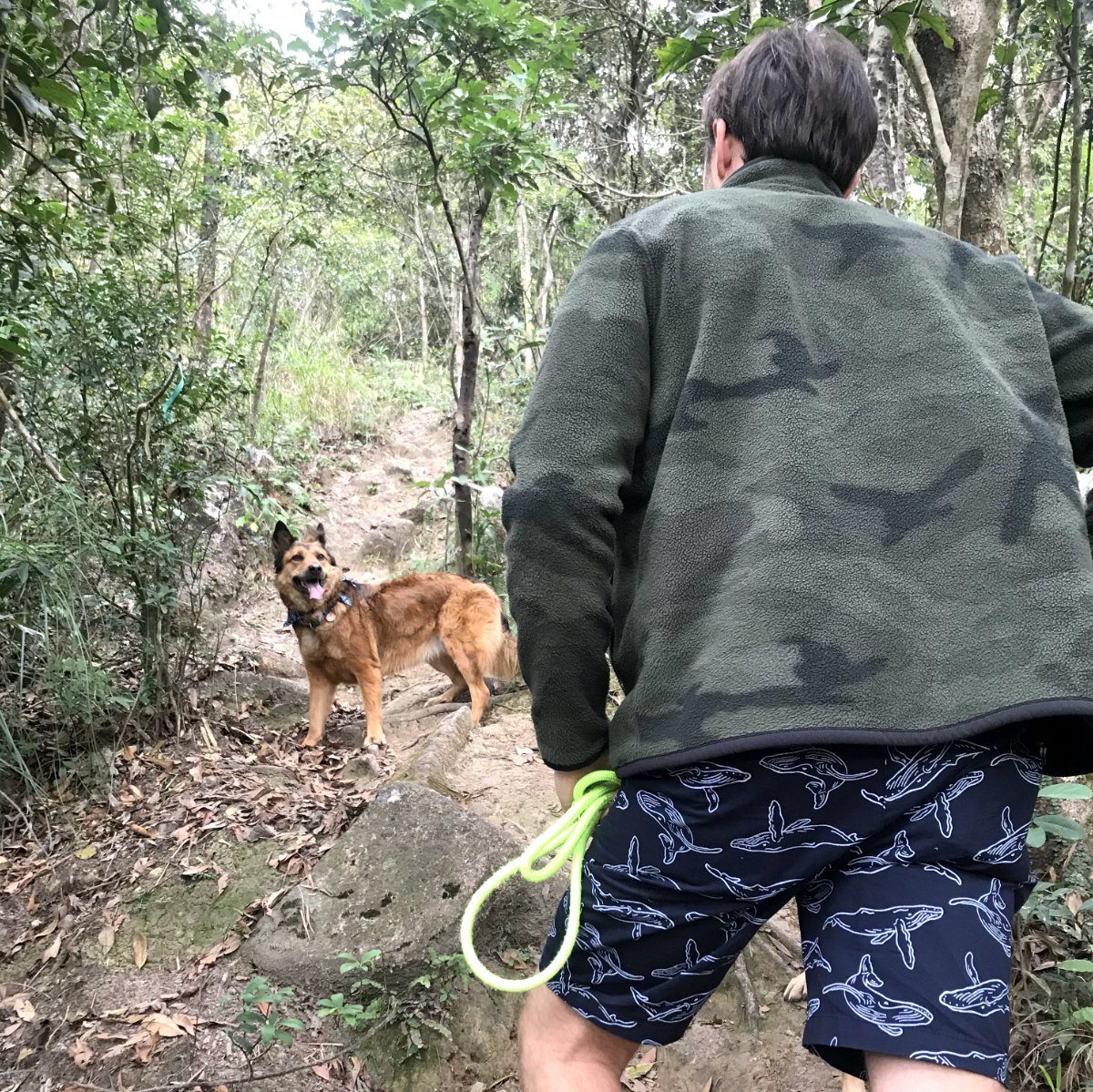 Whale Shorts For Men. Buy Awesome Animal Print Shorts Online
